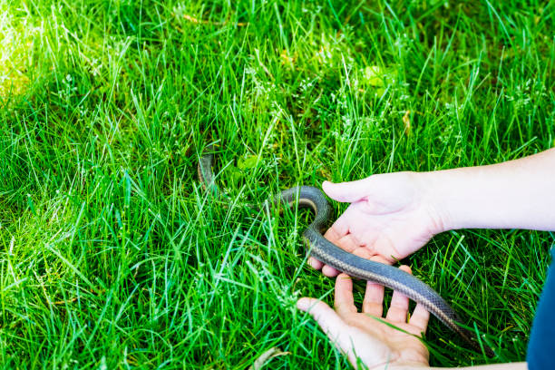 istock Mature Woman Holds A Common Garter Snake 695907392