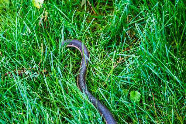 istock Common Garter Snake In The Grass 695907406