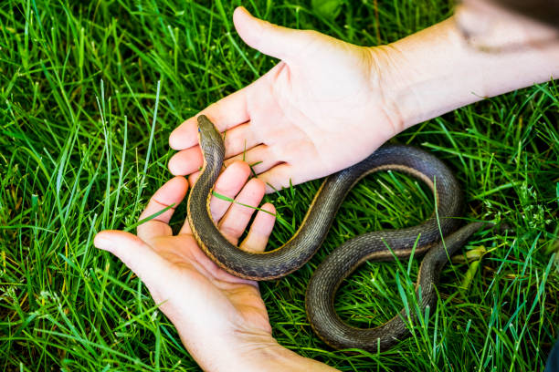 istock Mature Woman Holds A Common Garter Snake 695907548