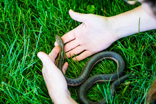istock Mature Woman Holds A Common Garter Snake 695907552