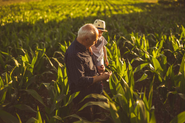 istock Two farmers on the corn farm 695907630
