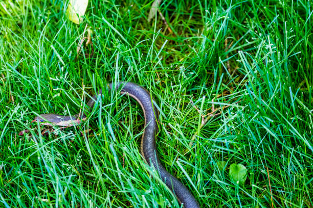 istock Common Garter Snake In The Grass 695907650