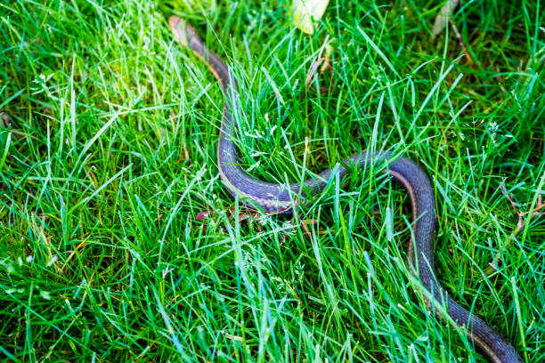 istock Common Garter Snake In The Grass 695907654