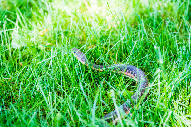 istock Common Garter Snake In The Grass 695907662