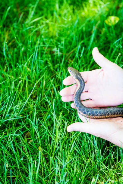 istock Mature Woman Holds A Common Garter Snake 695907720