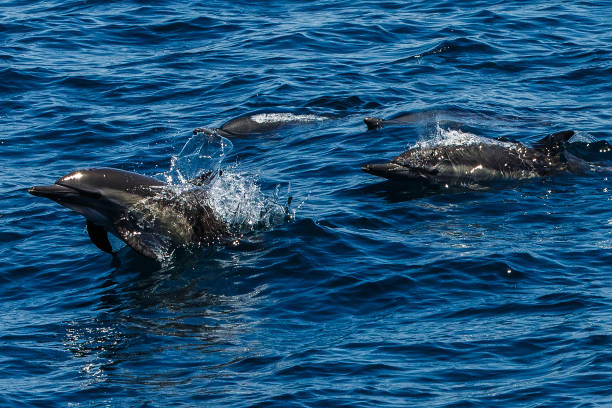 istock The dolphins of Baja California 695909912