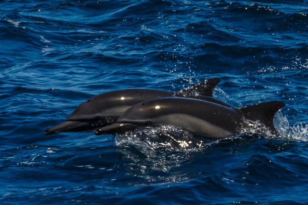 istock The dolphins of Baja California 695909918