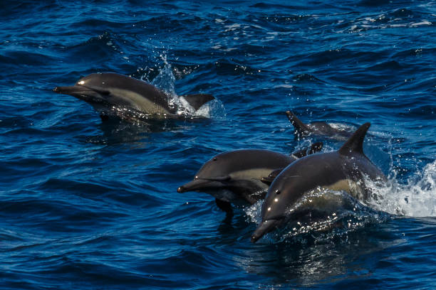 istock The dolphins of Baja California 695909926