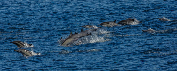 istock The dolphins of Baja California 695909932