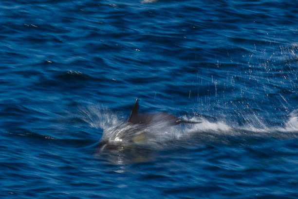 istock The dolphins of Baja California 695909934