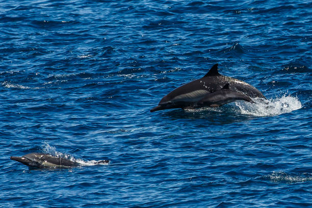istock The dolphins of Baja California 695909944