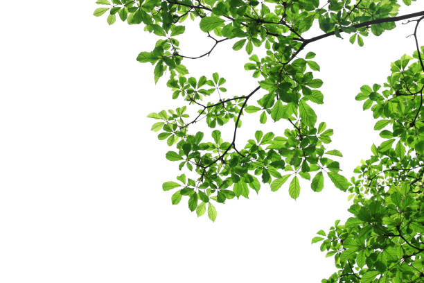 istock branch of green leaf isolated on white background with copy space for backround, concept for spring summer 695909950