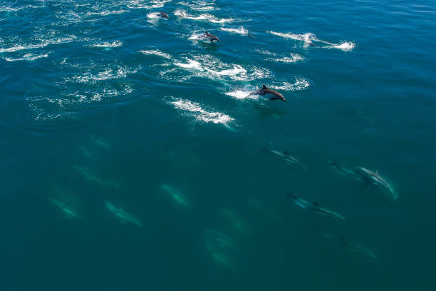 istock The dolphins of Baja California 695910006
