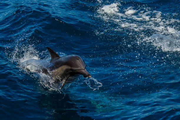 istock The dolphins of Baja California 695910022