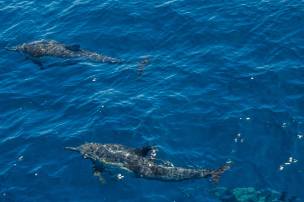 istock The dolphins of Baja California 695910038