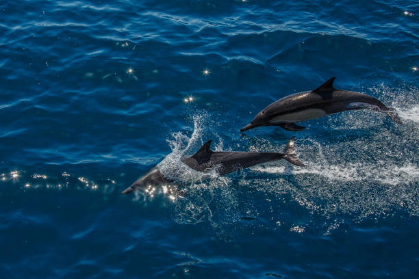 istock The dolphins of Baja California 695910076