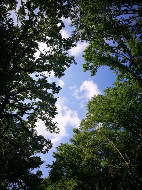 istock Blue sky seen trough trees into the forest 695910122