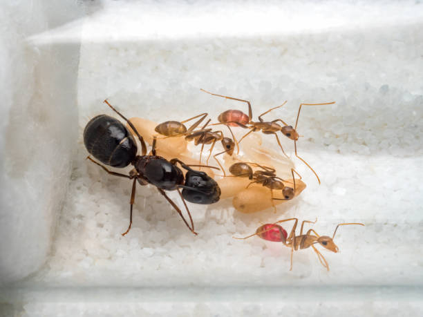 istock Workers ants are taking care of queen 695910362