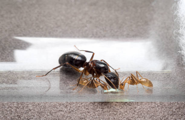 istock Queen and two worker ants eating honey 695914796