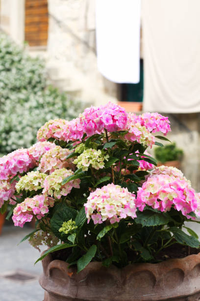 Bolsena, Tuscany, Italy: Potted Hydrangeas, Hanging Sheets
