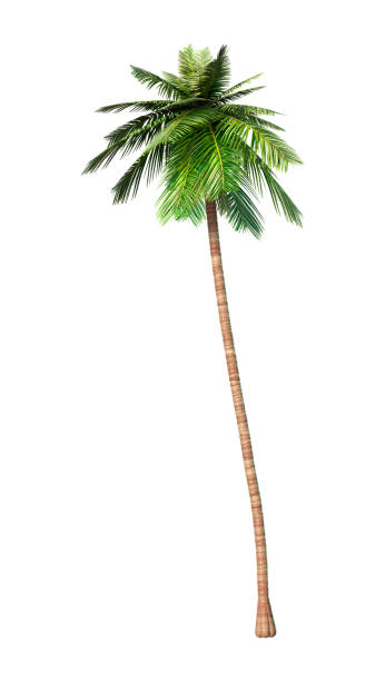 istock 3D Rendering of a Coconut Palm Tree on White 695915048