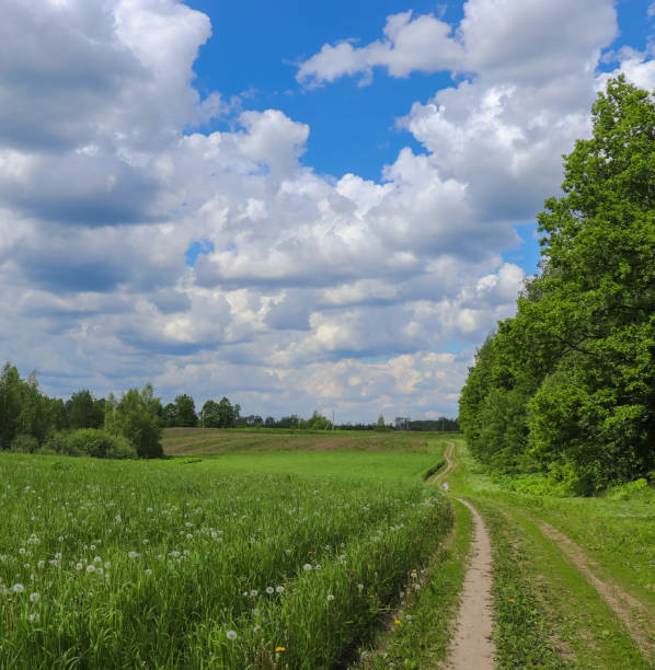 istock Russia's expanses: forests, roads, fields, clouds, trees and plants. Unique flora 695915138