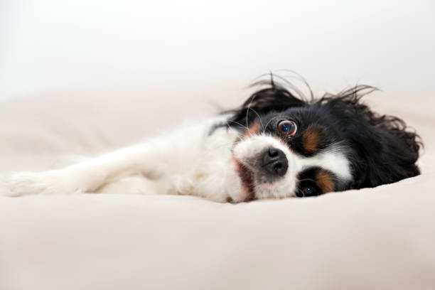 istock portrait of a dog 695923720