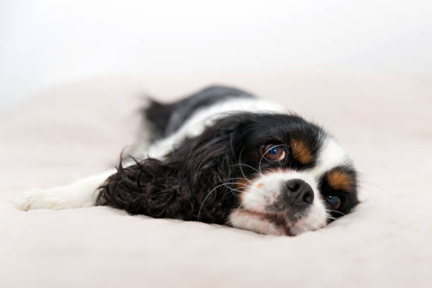 istock portrait of a dog 695923722
