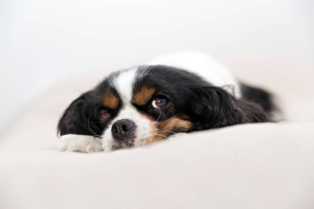 istock portrait of a dog 695923744