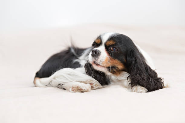 istock portrait of a dog 695923746