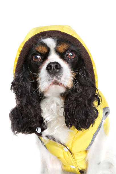 istock dog in the jacket 695923756