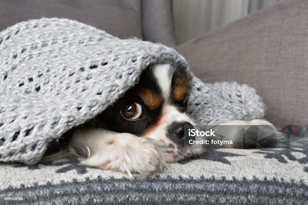 dog under the blanket cute dog under the warm grey blanket Dog Stock Photo