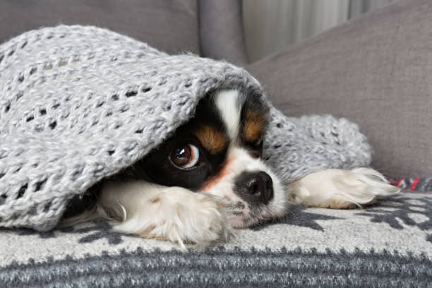 dog under the blanket cute dog under the warm grey blanket hiding stock pictures, royalty-free photos & images