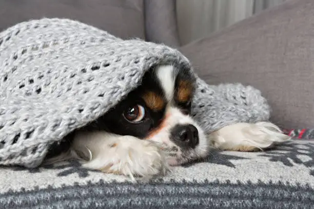 Photo of dog under the blanket