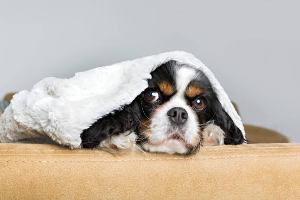 istock Dog portrait 695923790