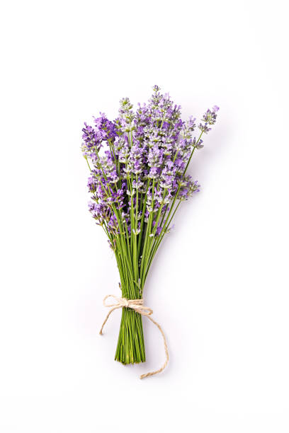istock Lavander flower bouquet on a white background. Top view 695924252