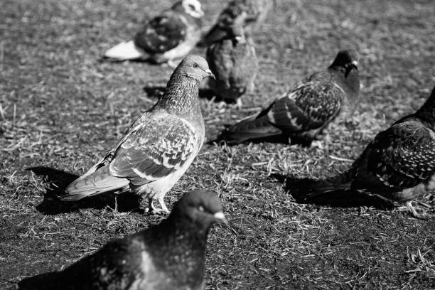 istock The pigeons in the Park 695924266