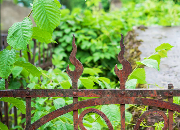 istock Metal fence grave overgrown trees 695928012