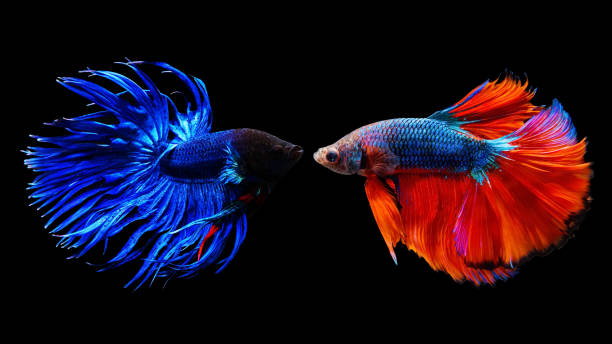 istock Two thai siamese betta fighting fish battle isolated on black 695928122