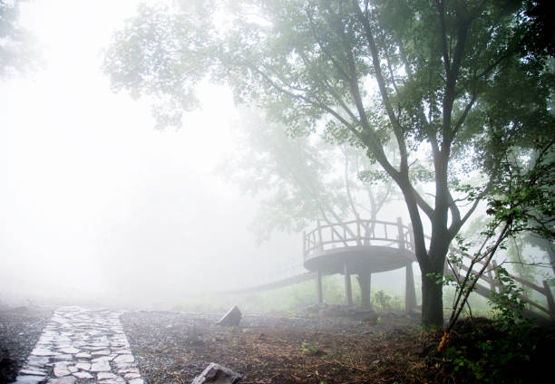 Old wooden bridge in the dark foggy woodland of tall pine trees in the mist, Fenqihu hiking trails