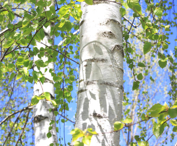 istock Trunk of birch tree with beautiful birch bark closeup on sky background 695935492
