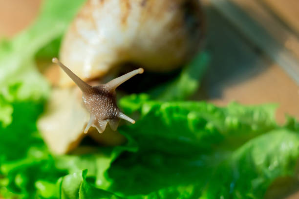 istock Home snail Achatina on green salad 695936512