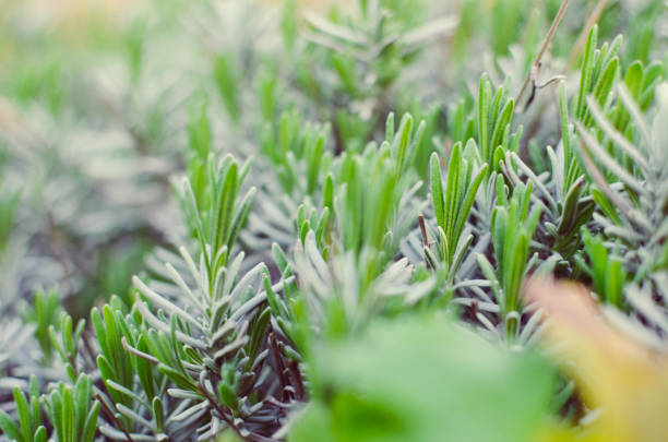 Lavender green leaves at spring closeup horizontal