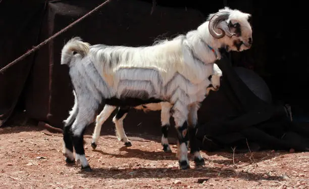 Photo of Goat