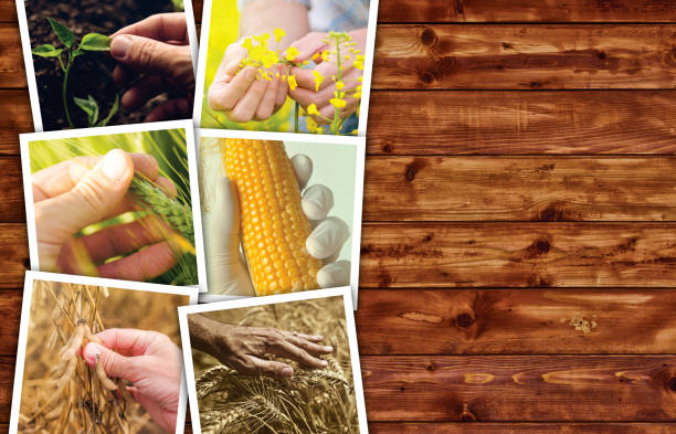 istock Agriculture themed photo collage 695939208