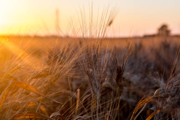campos amarillos con trigo duro de maduro de grano duro, sicilia, italia - south texas fotografías e imágenes de stock