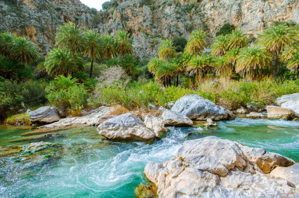 floresta rio e palm no preveli, sul da ilha de creta, grécia - krete - fotografias e filmes do acervo