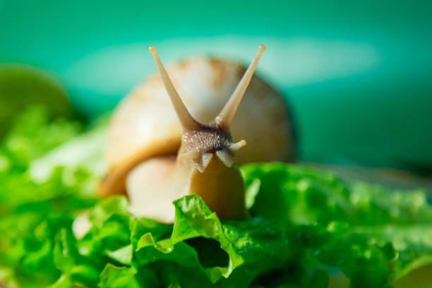 istock Home snail Achatina on green salad 695946946