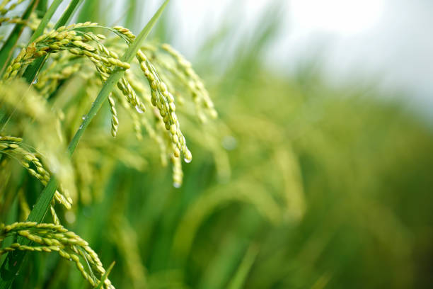 istock Green rice field in Taiwan 695954700