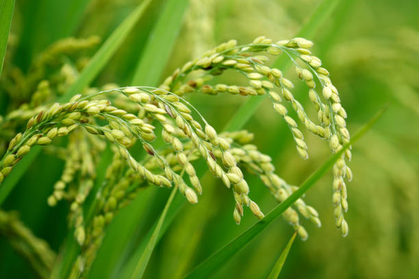 istock Green rice field in Taiwan 695954754